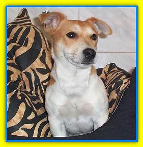 Pibo Jack Russell Terriers