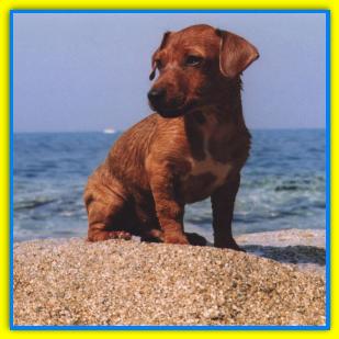 Russell  Jack Russell Terriers