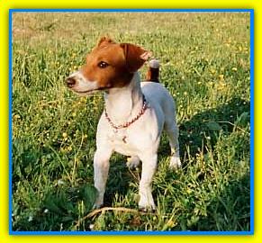 Saki, Jack Russell Terriers