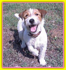 Sally, Jack Russell Terriers