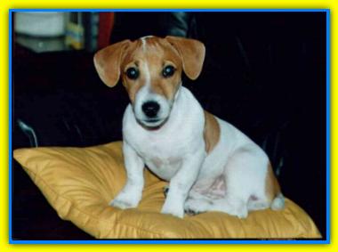 Sir Oliver, Jack Russell Terriers