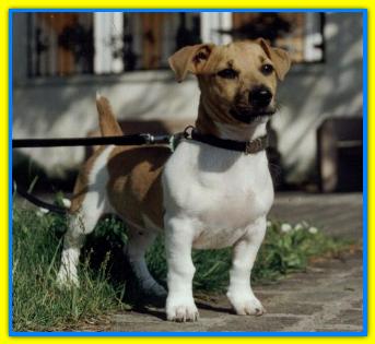 Tango Jack Russell Terriers