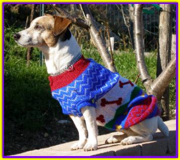 Tommy Jack Russell Terriers