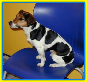 Whoopi jack Russel Terriers