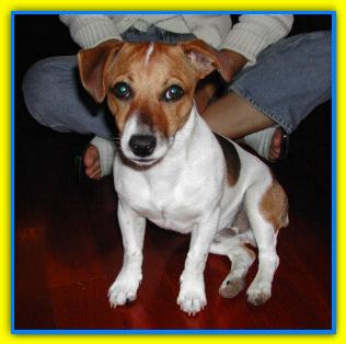Asso, Jack Russell Terriers