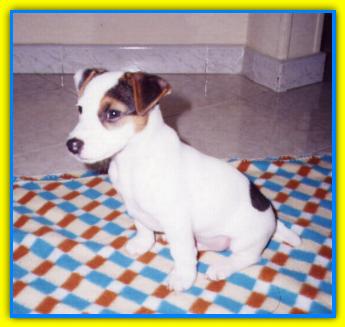 Attila, Jack Russell Terriers