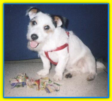 Bandito, Jack Russell Terrires