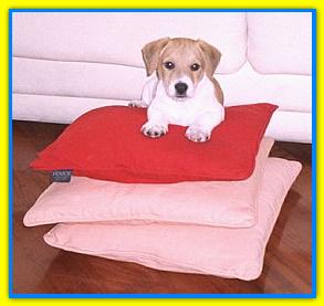 Barney, Jack Russell Terriers