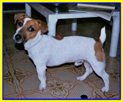 Bart, Jack Russell Terriers