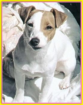 Bartolomea, Jack Russell terriers