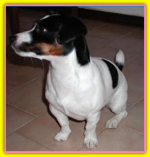 Bess, Jack Russell Terriers