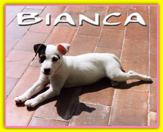 Bianca Jack Russell Terriers