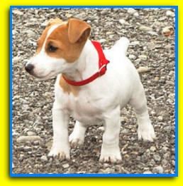 Bilbo, Jack Russell Terriers