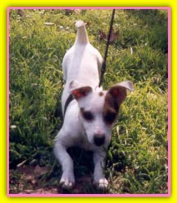 Birba Jack Russell Terriers
