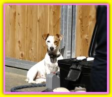 Bonnie, Jack Russell Terriers