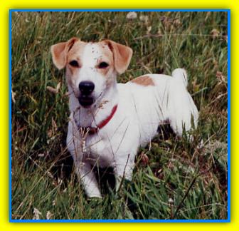 Boogy, Jack Russell Terriers