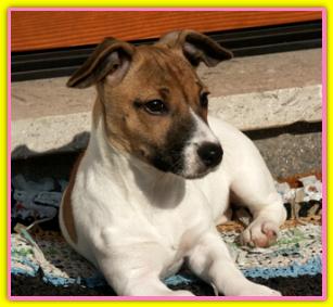 Bora Jack Russell Terriers