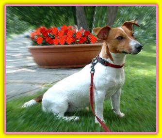 Briciola, Jack Russell Terriers