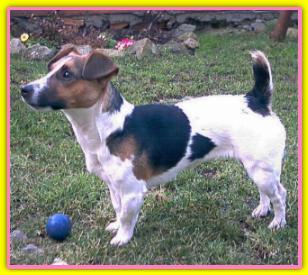 Brida Jack Russell Terriers