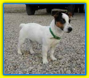 Bruno Jack Russell Terriers