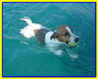 Buck, Jack Russell Terrier