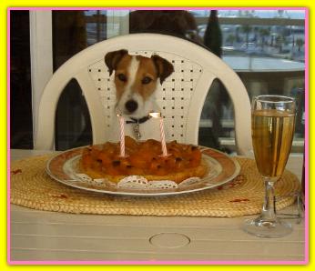 Bulma, Jack Russell Terriers