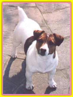 Camilla, Jack Russell Terriers