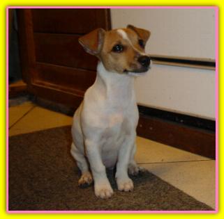 Camilla, Jack Russell Terriers