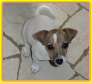 Camilla, Jack Russell Terriers