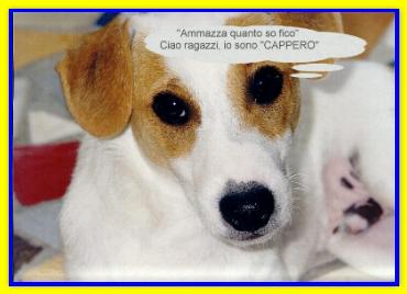 Cappero, Jack Russell Terriers