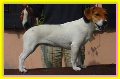 Carlotta, Jack Russell Terriers