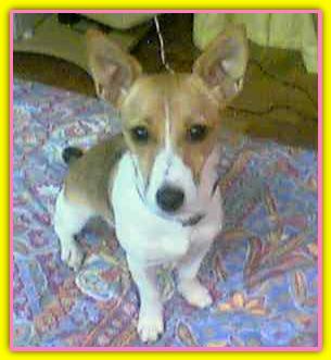 Carlotta, Jack Russell Terriers