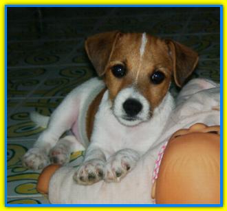 Chicco, Jack Russell Terriers