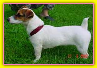 Cichou Jack Russell Terriers