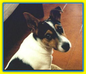 Ciro Esposito Jack Russell