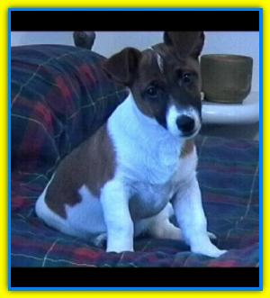 Cjube, Jack Russell Terriers