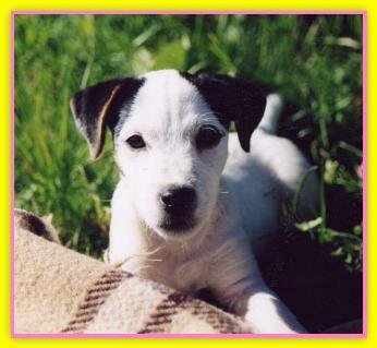 Cleo, Jack Russell Terriers