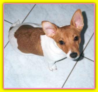 Cleopatra, Jack Russell Terriers
