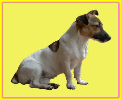 Crep, Jack Russell Terriers