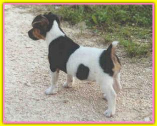 Dee Dee, Jack Russell Terriers