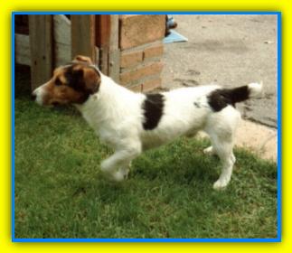 Dexter, Jack Russell Terriers