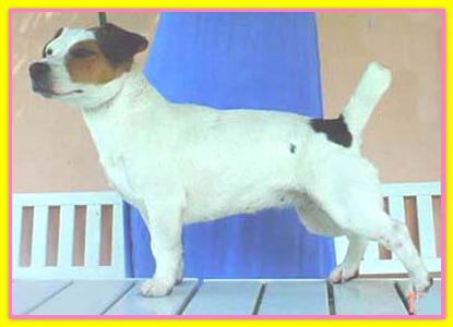 Diana, Jack Russell Terriers
