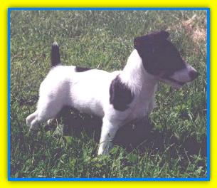 Dudy, Jack Russell Terriers