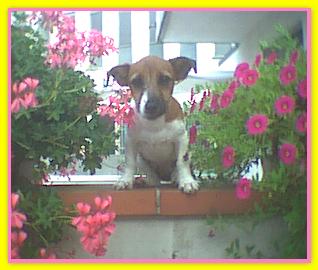 Emma,  Jack Russell Terriers