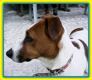 Ercolino,  Jack Russell Terriers
