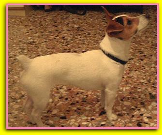 Fumetta Jack Russell Terriers