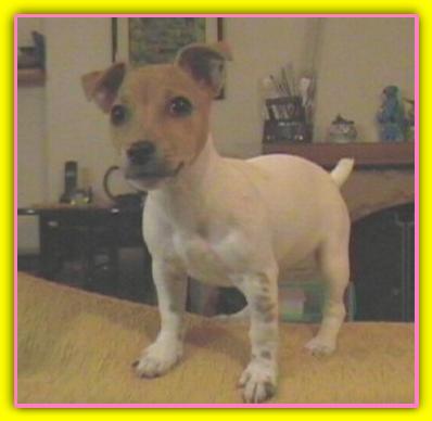 Gaia Jack Russell Terriers