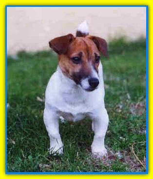 Gavin, Jack Russell Terriers