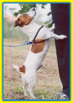 Giotto, Jack Russell Terriers