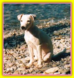 Godot, Parson Jack Russell